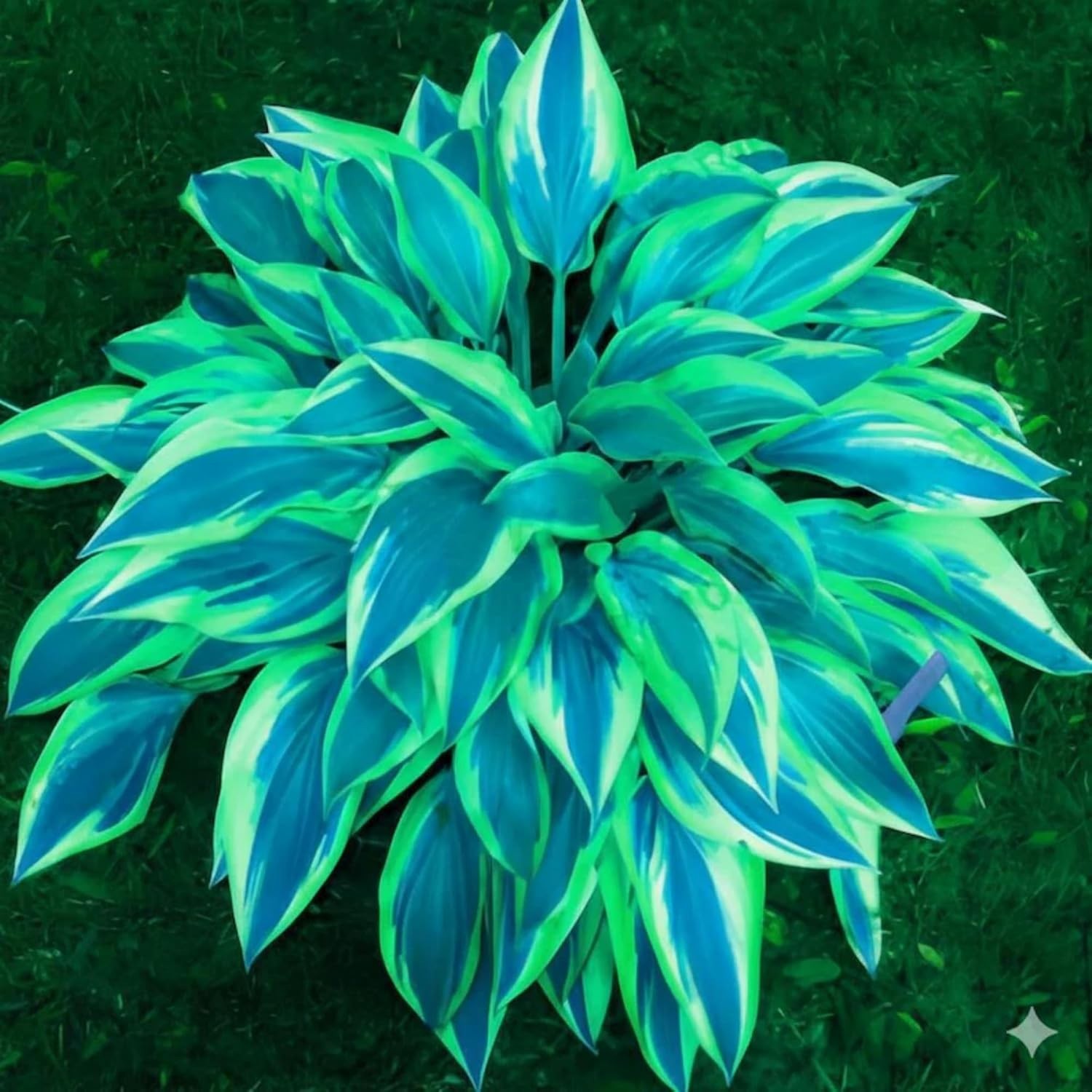 Heart-Shaped Hosta Seeds – 390+ Rare Varieties for Outdoor Gardens – Easy Care