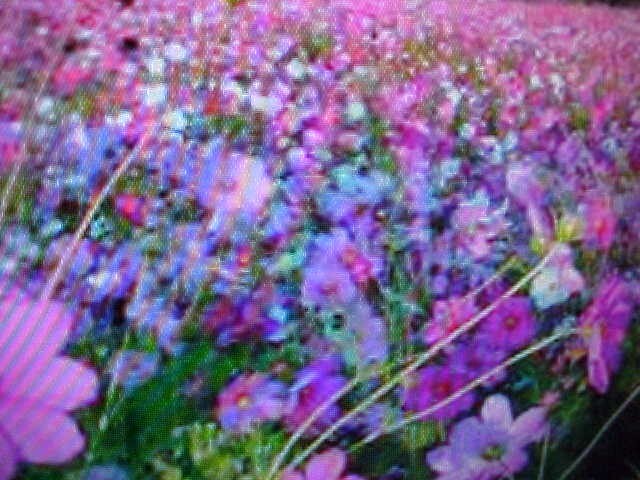 TWO-POUND ( 32-OUNCE ) LOW GROUND COVER WILD FLOWER SEED 20VARIETY SEED MIXTURE