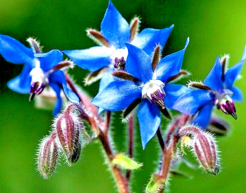 200+ BORAGE SEEDS AUTUMN HERB GARDEN PEST REPELLENT BLUE STAR FLOWER NON-GMO USA