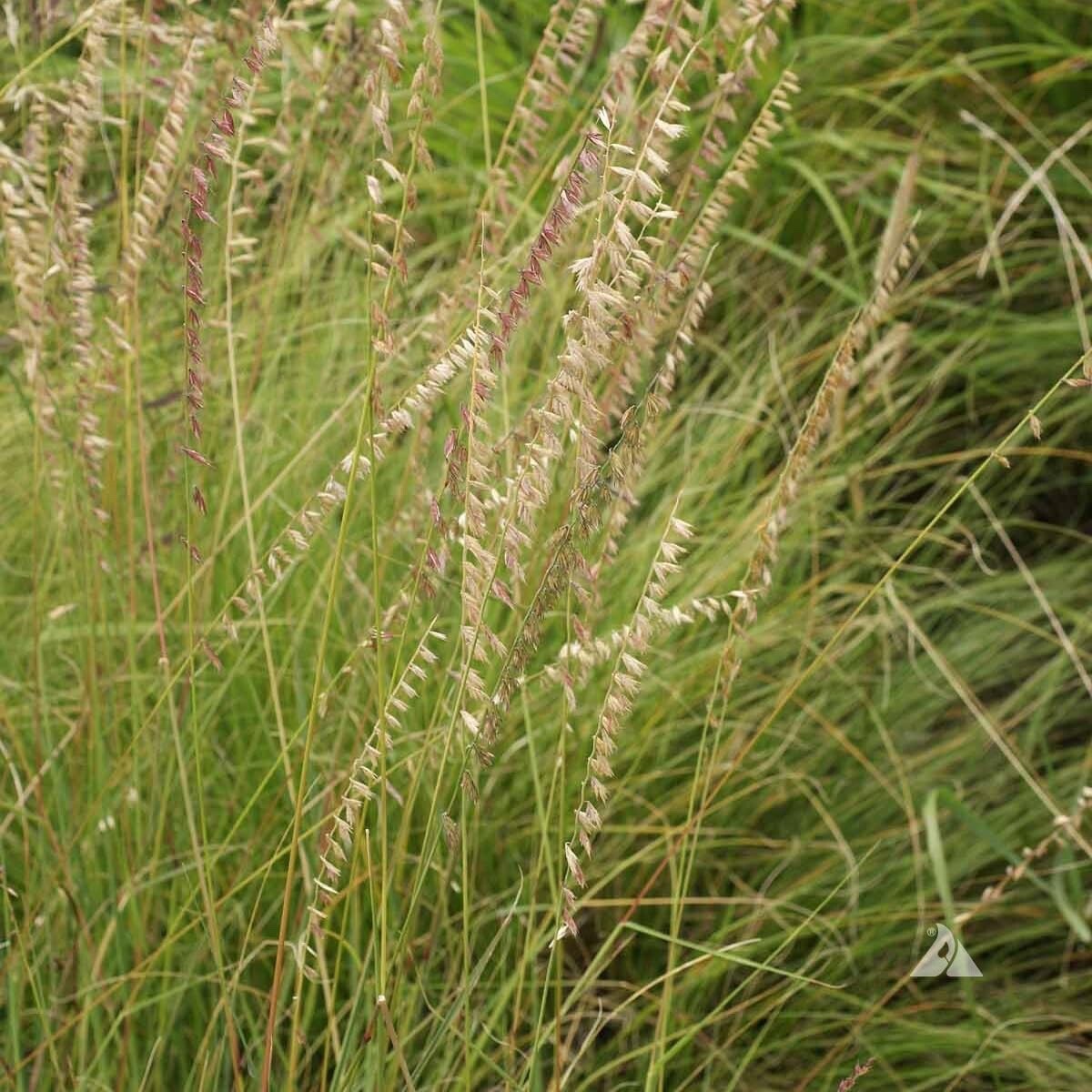 Sideoats Grass Seeds for Planting – Bouteloua curtipendula