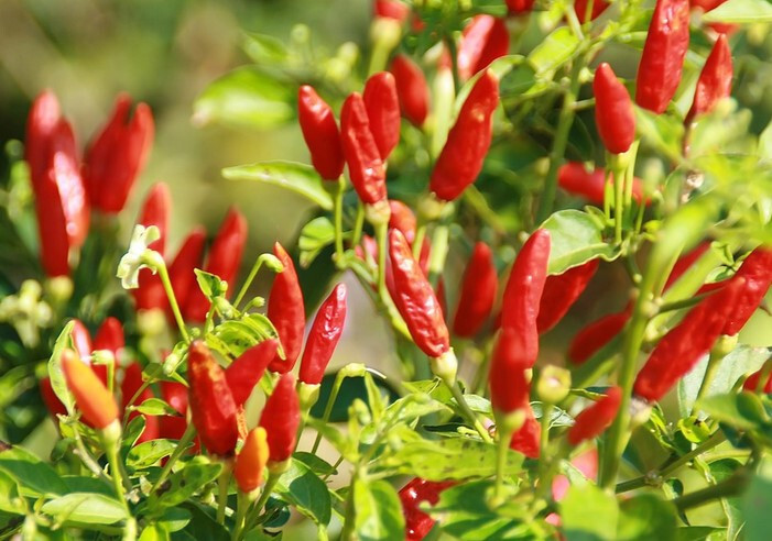 Tobasco Hot Pepper Seeds – 25 Seeds