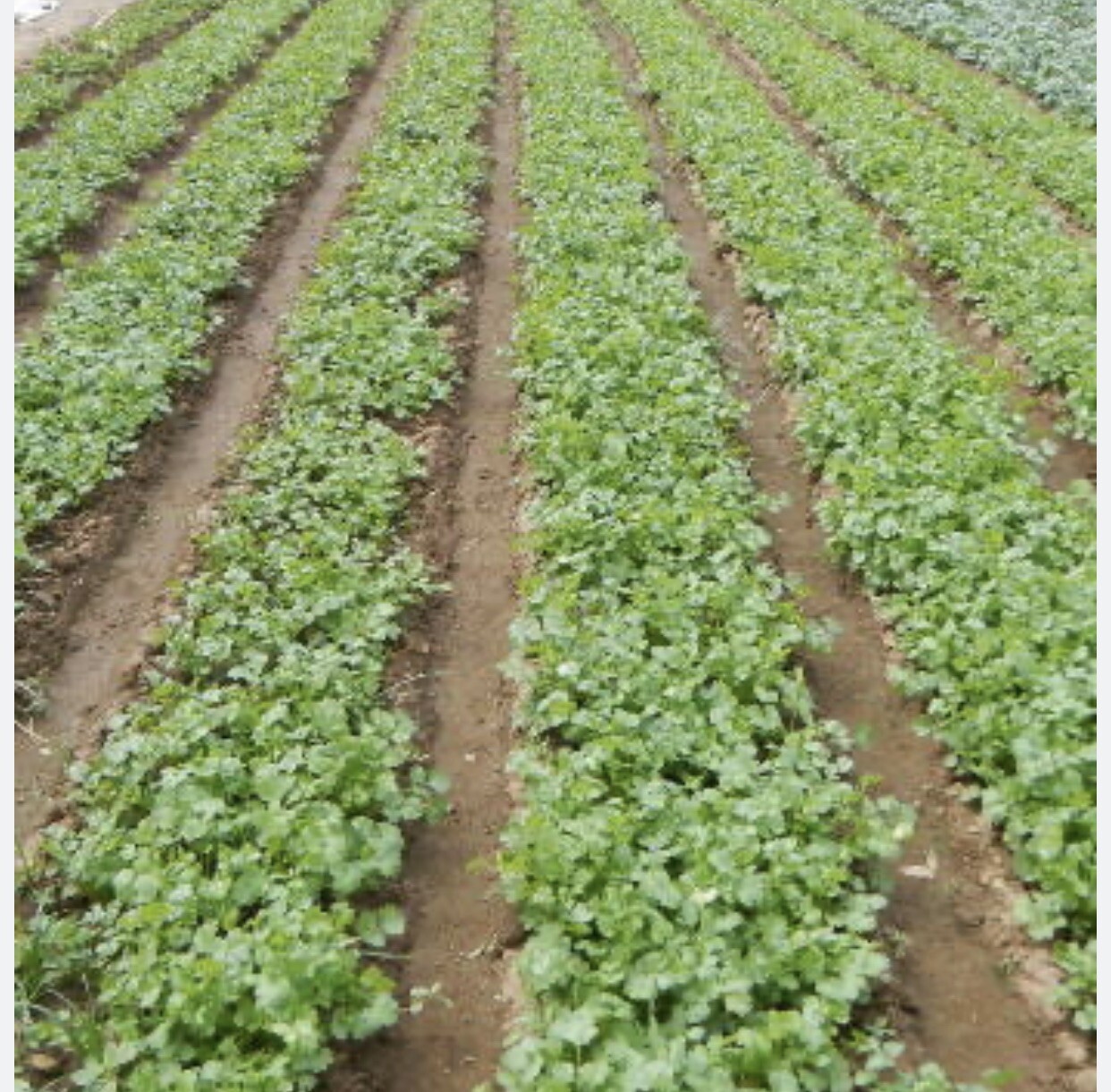 Fresh texas Cilantro Seeds -150 count+Herb Seeds – USA Grown – Non Gmo