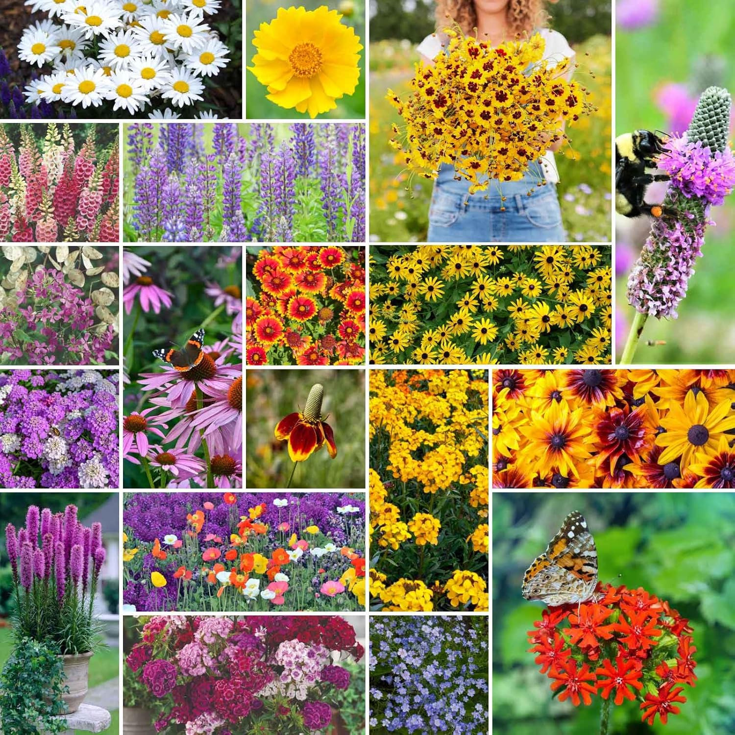 All Perennial Wildflower Mixed Seeds for Planting, 1/4 Lb, 120,000+ Seeds with L