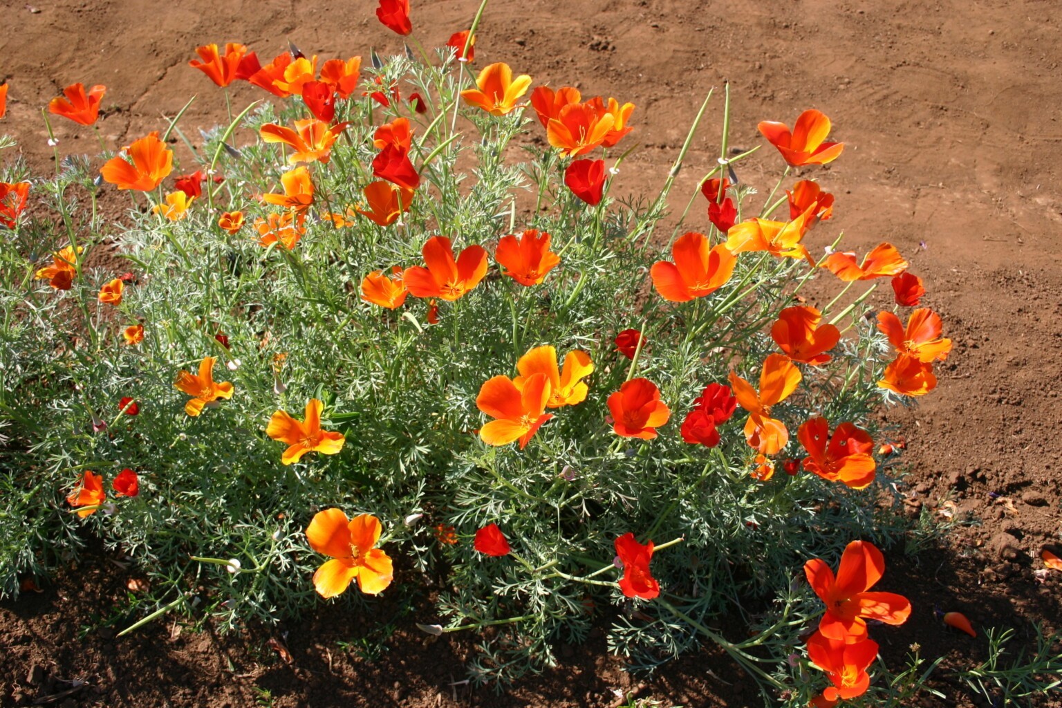 Mikado California Poppy Seed – California Native – Eschscholzia Californica