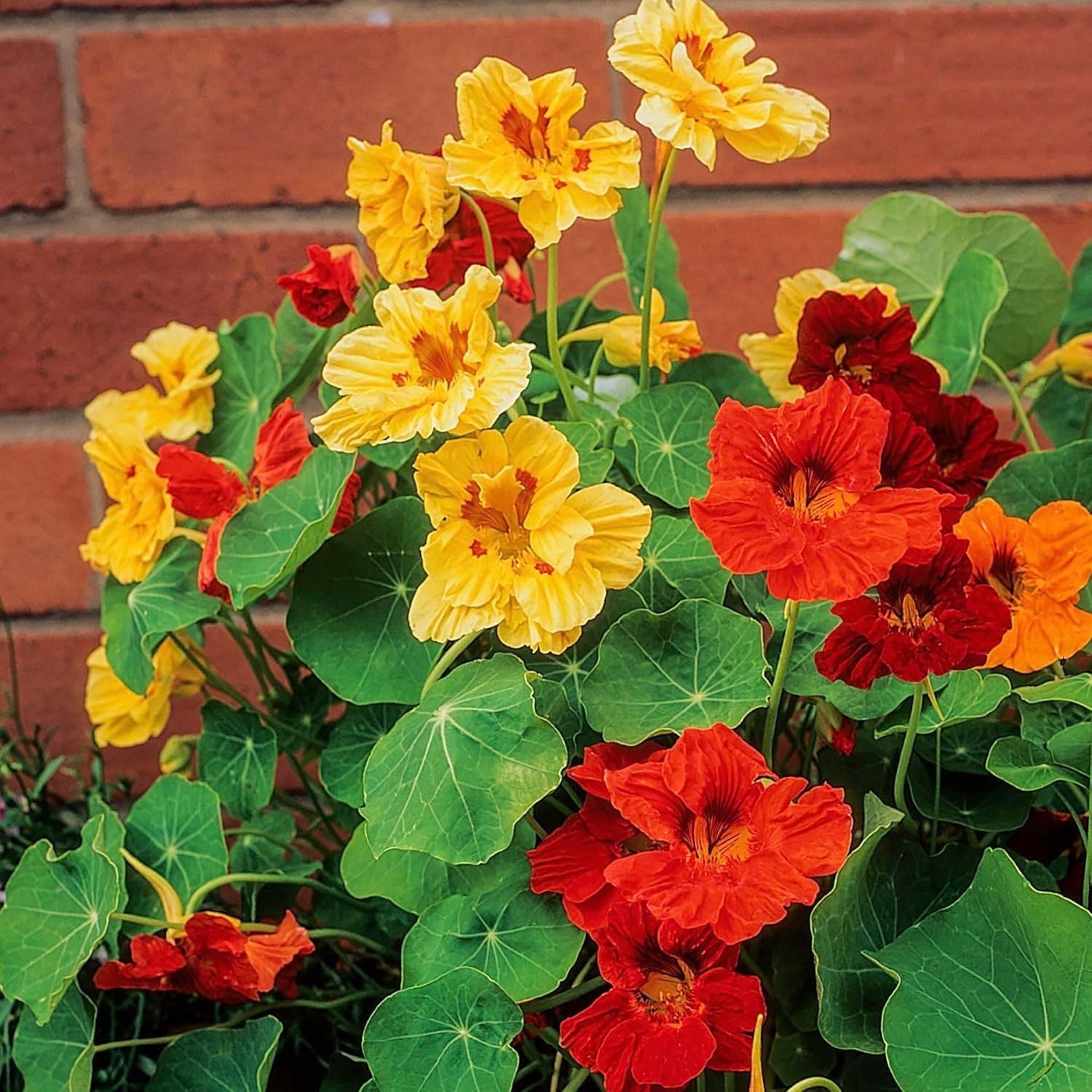 Nasturtium Jewel Mix 350+ Heirloom Seeds | Vibrant Edible Blossoms for Gardening
