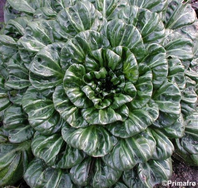 TAH TSAI CABBAGE * RICH IN VITAMINS * SOUP & MEAT DISHES * EZ TO GROW *