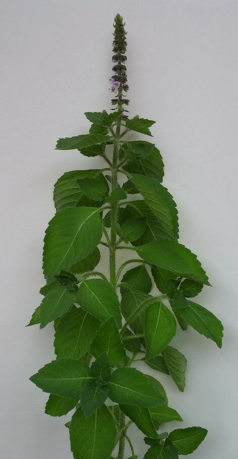 HOLY BASIL Tulsi Kapoor, excellent for tea, organically grown seeds, Qty 100