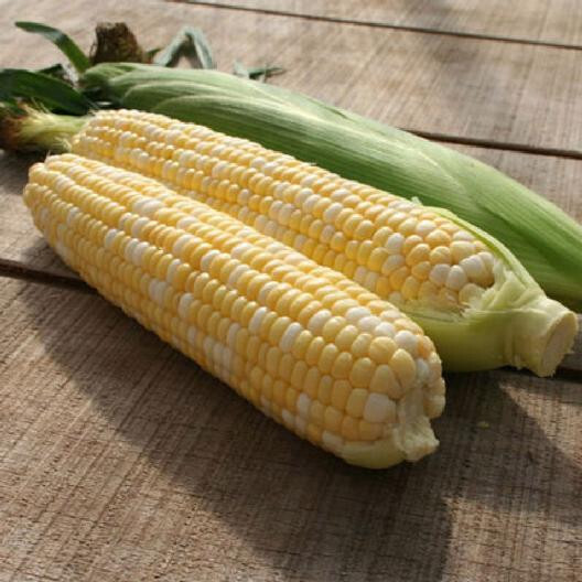 15+ Peaches & Cream Corn Seeds | Non-GMO | Hybrid | Fresh Garden Seeds from USA