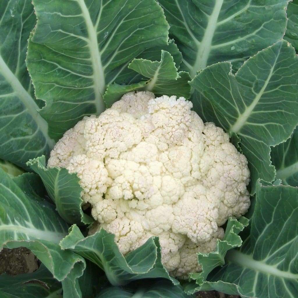 250 Cauliflower Seeds Snowball Y Improved Heirloom – Non-GMO – Always Fresh Seed