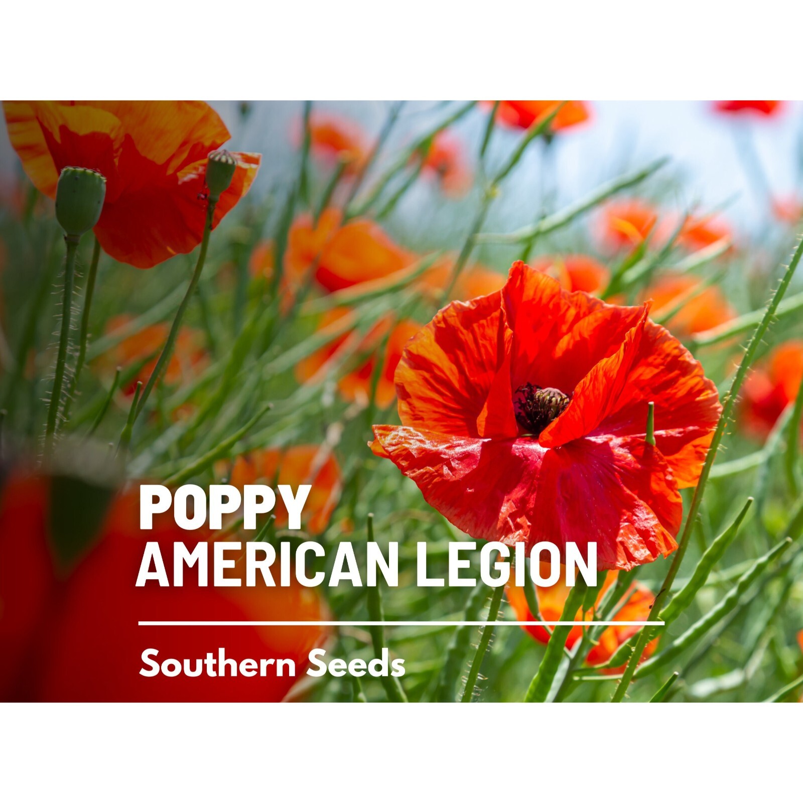 Poppy, American Legion – 100 Seeds – Heirloom Flower, Flanders, Red Corn Poppy,