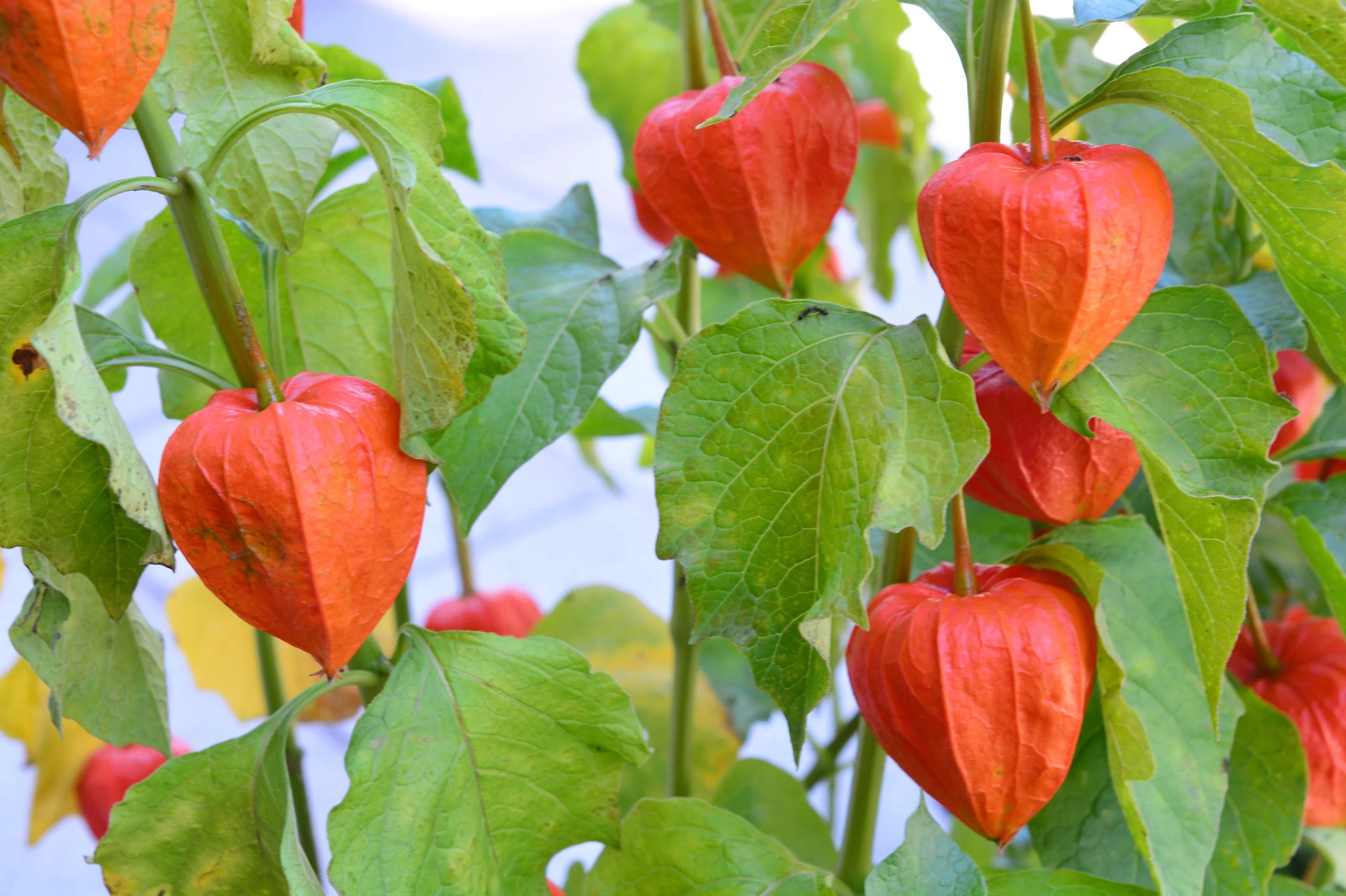 100 CHINESE LANTERN Winter Ground Cherry Japanese Physalis Alkekengi Flower Seed