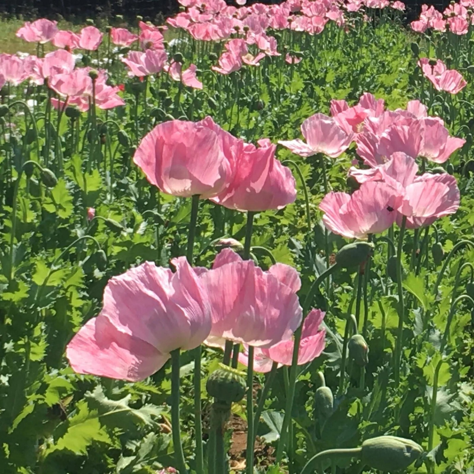 100 Annual Pepperbox Pink Poppy Seeds-Non GMO-Fresh Seed-USA