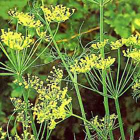 Dill Hedger Anethum graveolens 2,000 seeds