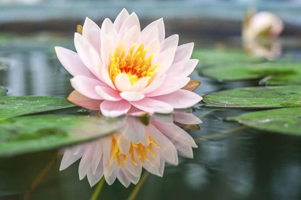 30PCS Bowl Lotus Seeds Bonsai Lotus Seeds for Planting Water Lily Flower Aquatic
