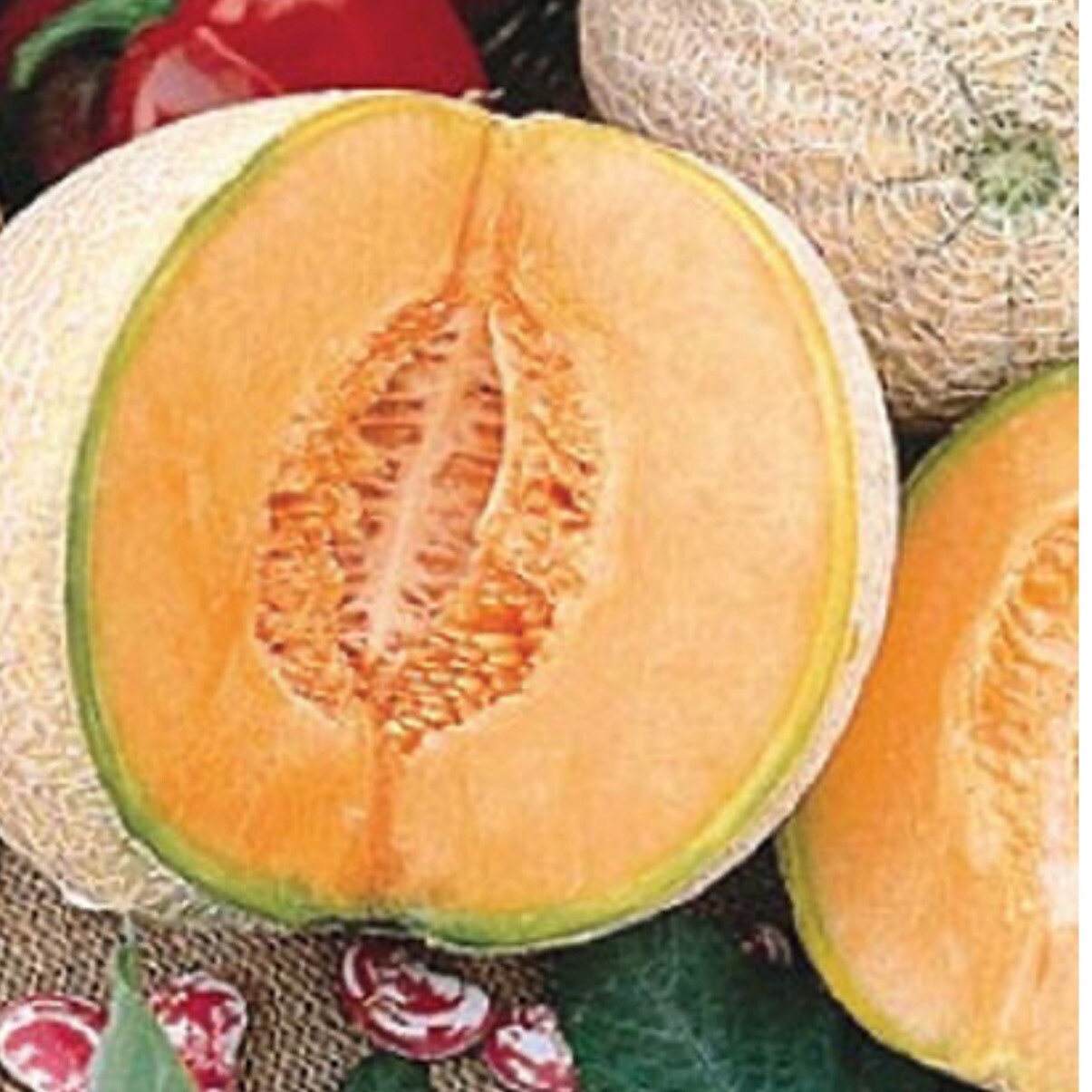Edisto 47 Cantaloupe Seeds, 25+ Seeds. Heirloom~Non-GMO~Organic. USA.￼