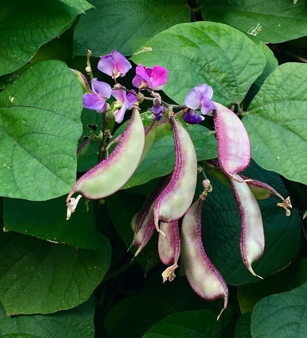 Hyacinth bean green and purple mix seeds of 20