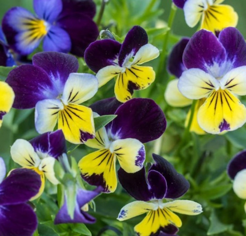 250+ Johnny Jump Up Seeds **Fresh Seeds** ~~Free Shipping~~