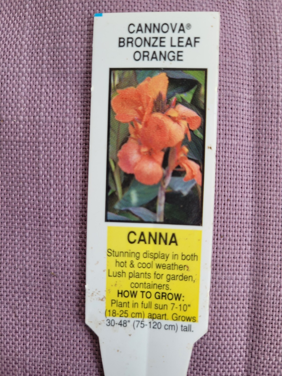 50 Canna Lily Seeds -Connova -Red Flwr -Bronze Leaf – 3-4 ft tall Free Ship