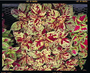 Coleus Fairway Mosaic 1,000 seeds