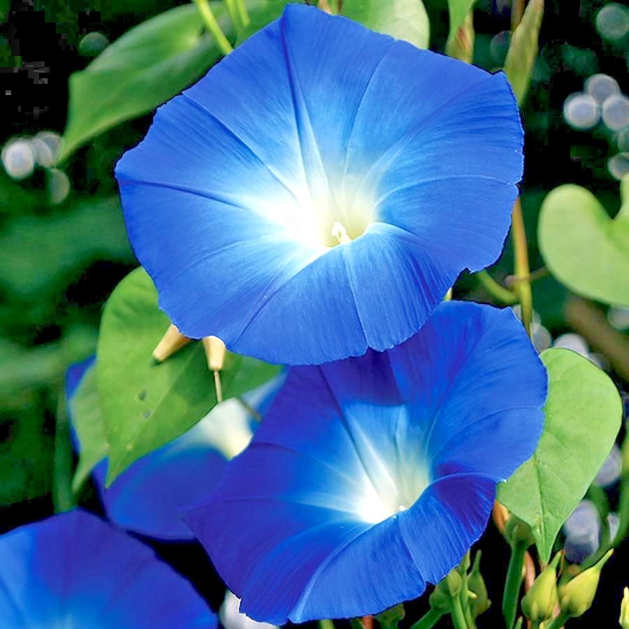 40+Blue MORNING GLORY Flower Seeds Climbing Flowering Vine Container Pollinators