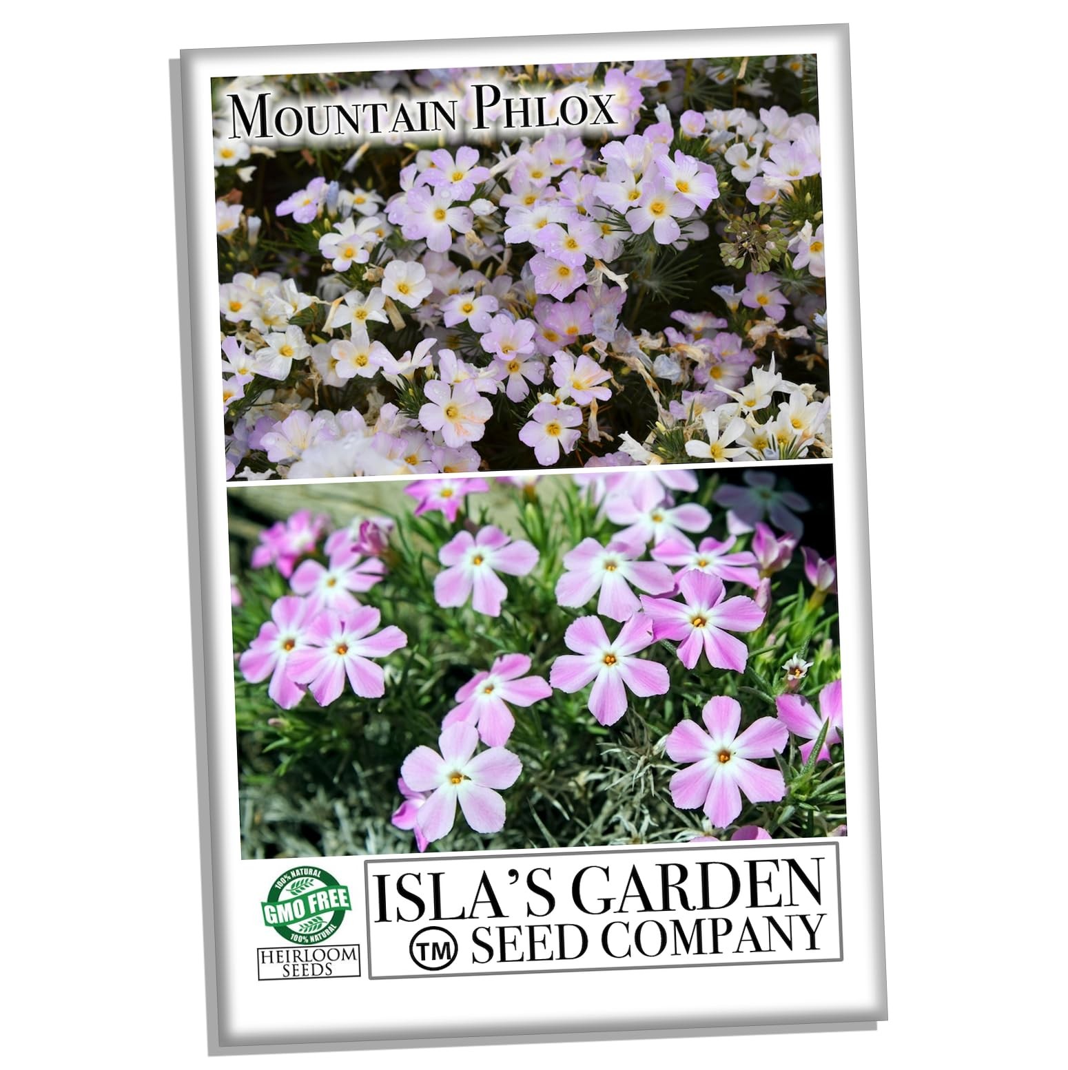Mountain Phlox Flower Seeds, 1000+ Flower Seeds Per Packet, Non GMO & Heirloo…
