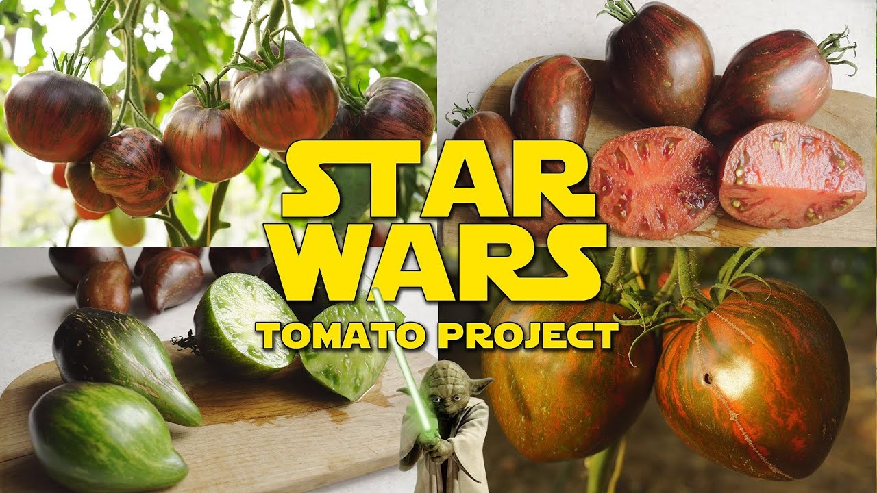 10 seeds Rebel Starfighter Dippers Delight DWARF Tomato Rare ORGANIC Variety