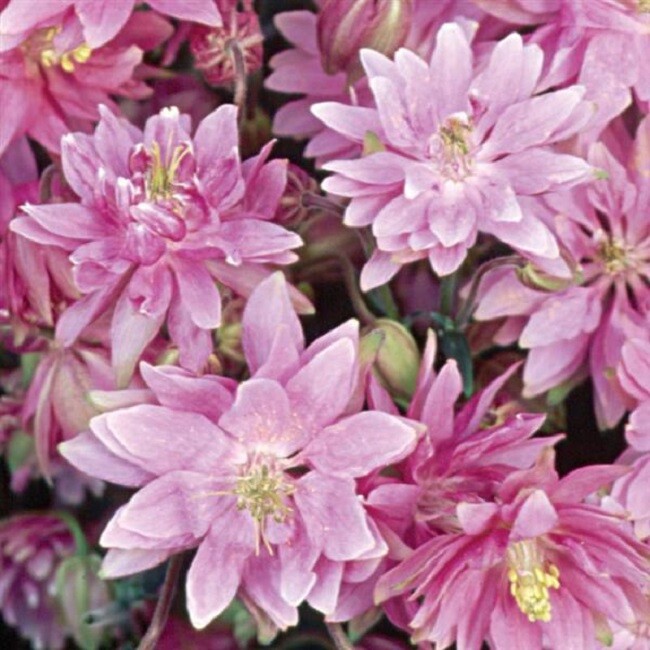 25 Aquilegia Seeds Clementine Rose Double Columbine Seeds Perennial