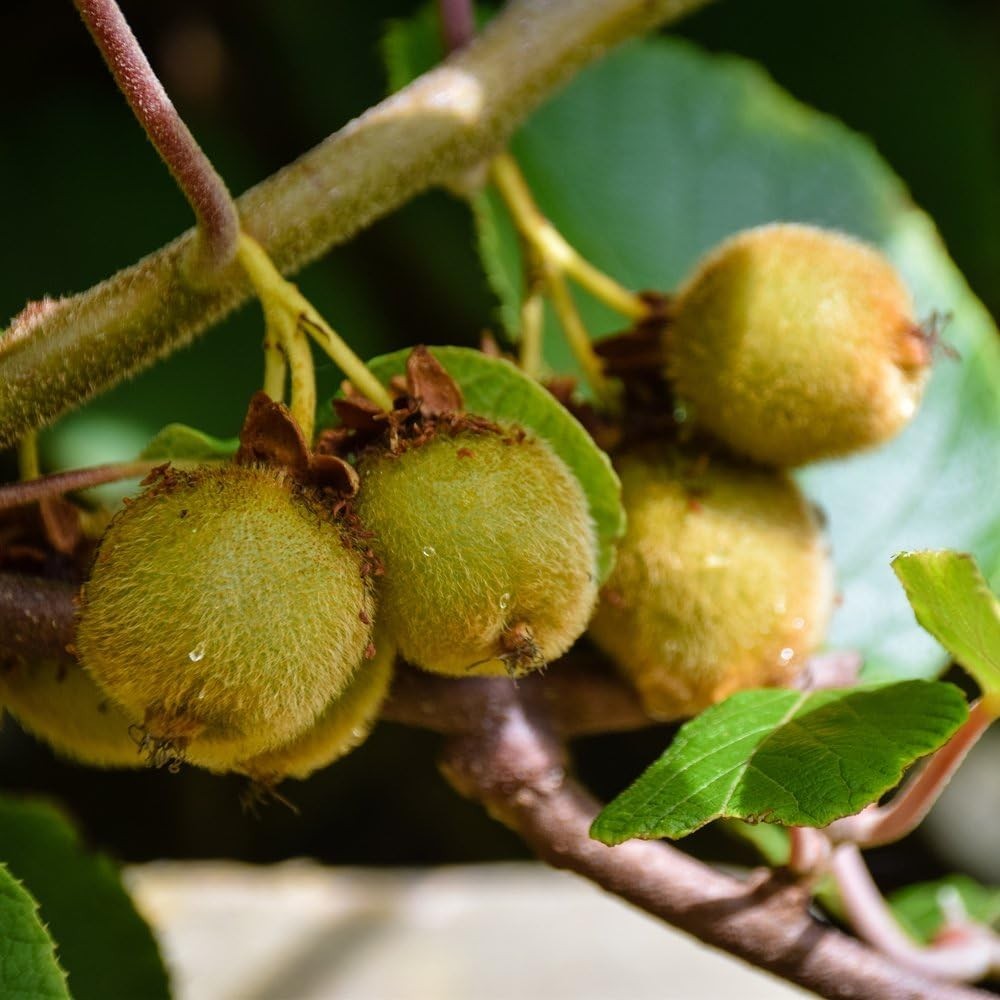 25 Hardy Kiwi Seeds Puertorrican Homegrown NON GMO ORGANIC