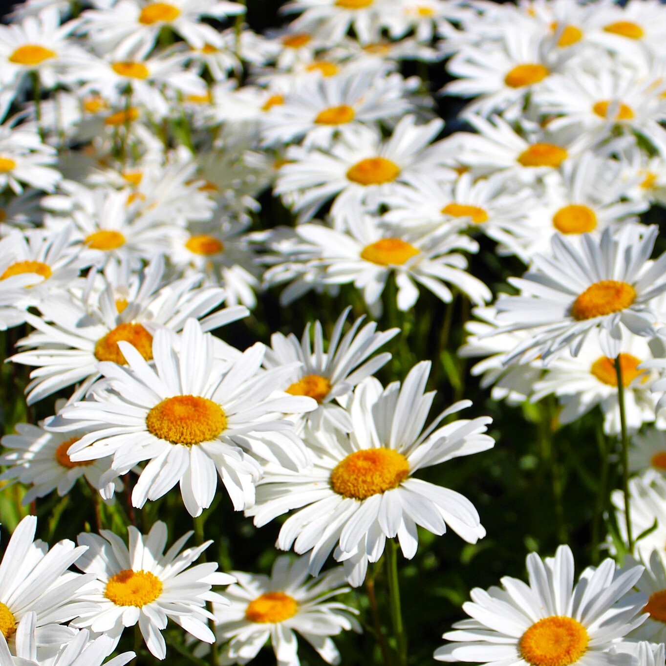 Shasta Daisy Seeds | White Daisies Shasta Wildflower Perennial Flower Seed 2025