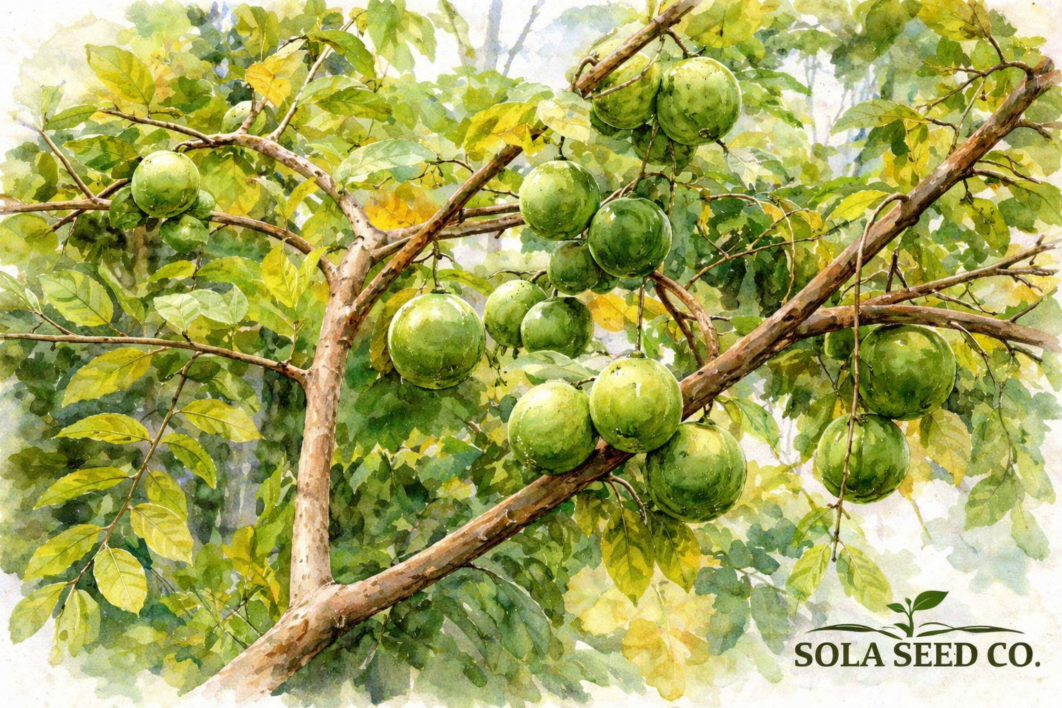 20 Bangkok Giant White Guava Seeds – Grow Huge Crisp Tropical Guavas