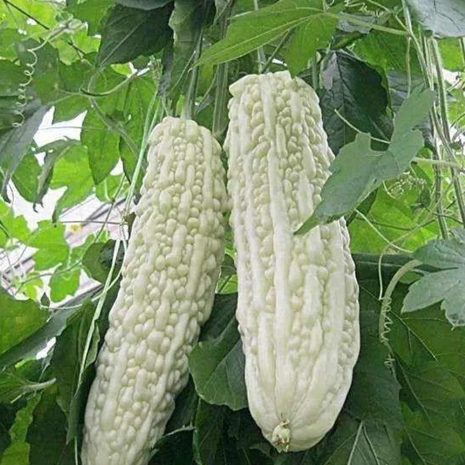 15 White Pearl Bitter Gourd Seeds Rare White Variety for Healthy Garden Harvest