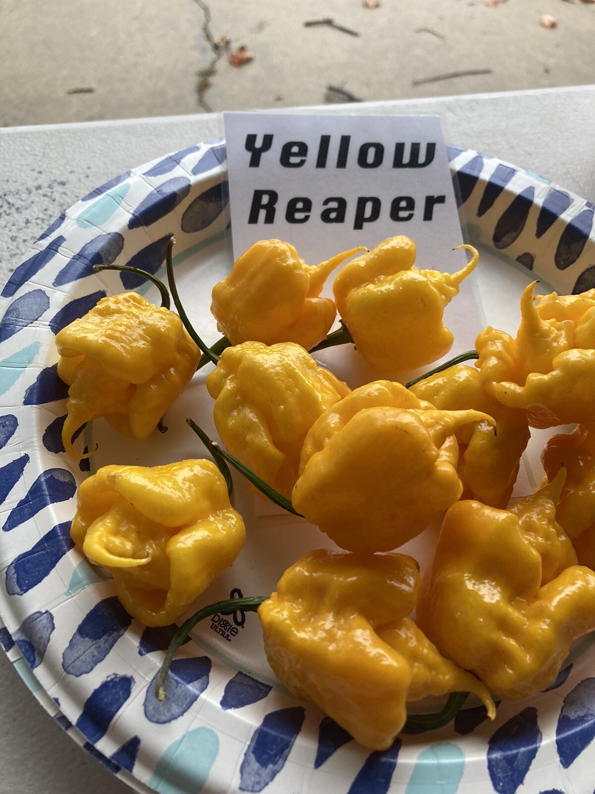 Yellow Reaper Hot Pepper Seeds 15+ Per Pack