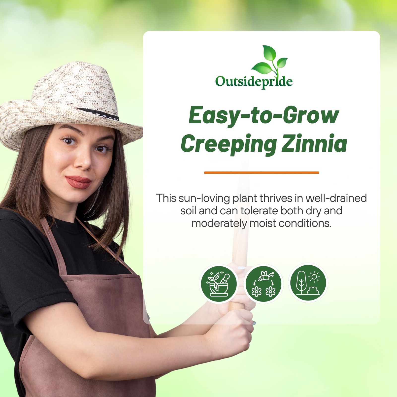 Creeping Zinnia Seeds – 2000 Pcs Annual Flower Seeds for Planting Outdoors, E…