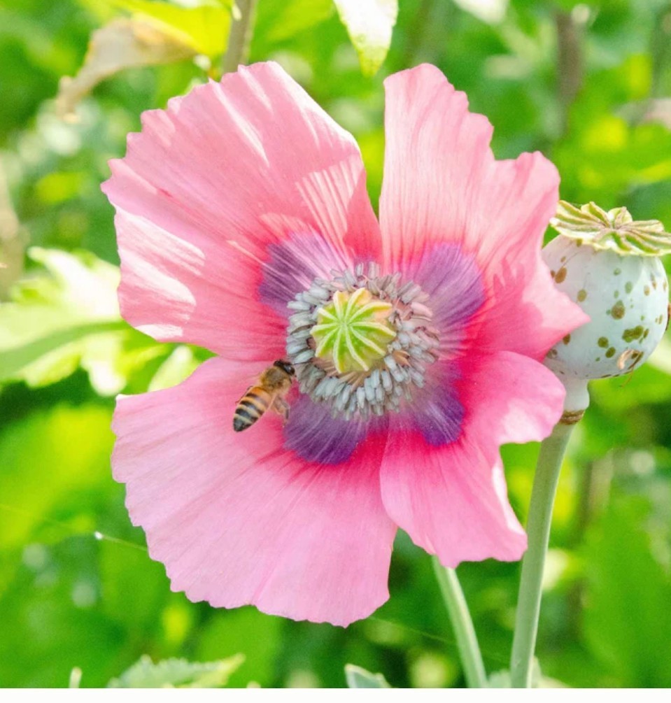 400+ Pepperbox Poppy Seeds **Fresh Seeds** ~~Free Shipping~~