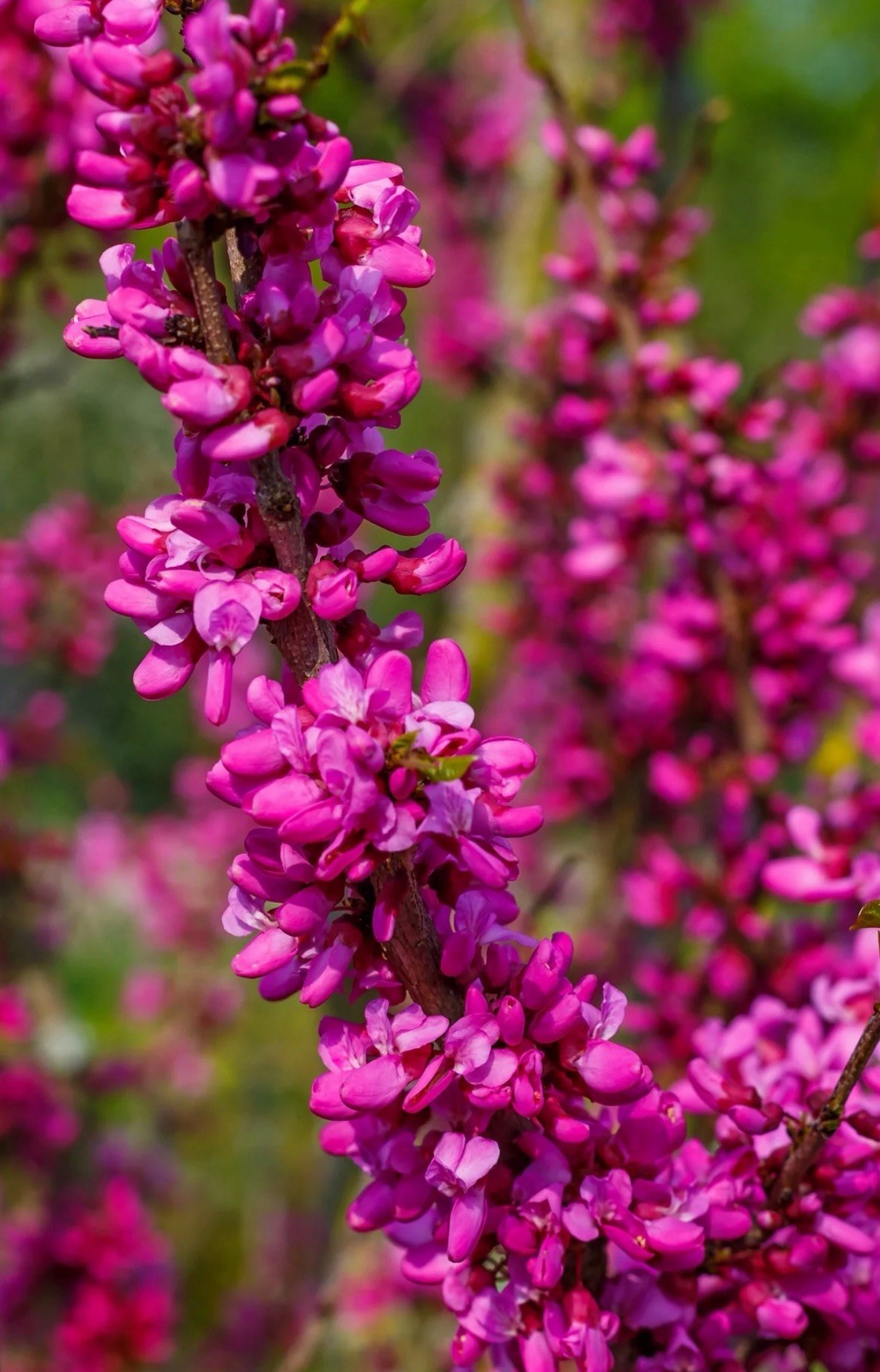 🌸 50 Chinese Redbud Seeds (Cercis chinensis) – Rare Ornamental Flowering Tree