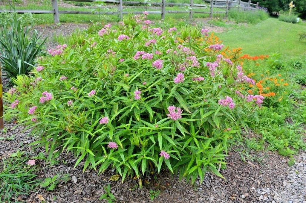 51+SWAMP ROSE MILKWEED Seeds Native Wildflower Patio Container Flower Garden
