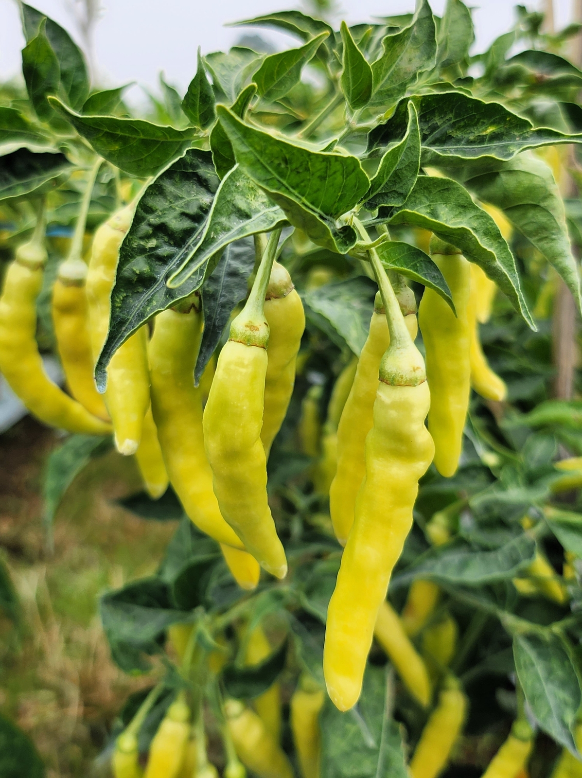50 GOLDEN CAYENNE PEPPER Yellow Capsicum Annuum Vegetable Seeds