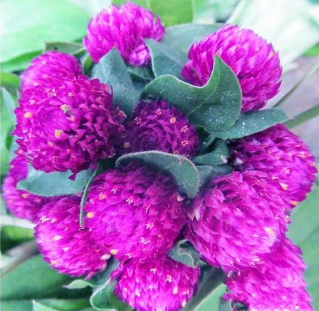 100 Globe Amaeanth Seeds Mixed Colors Gomphrena Free Shipping