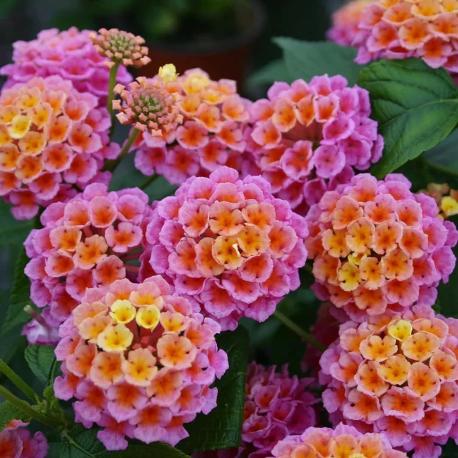 Lantana Flower Seeds for Planting – 300+ Mixed Color Flower Seeds to Plant Great