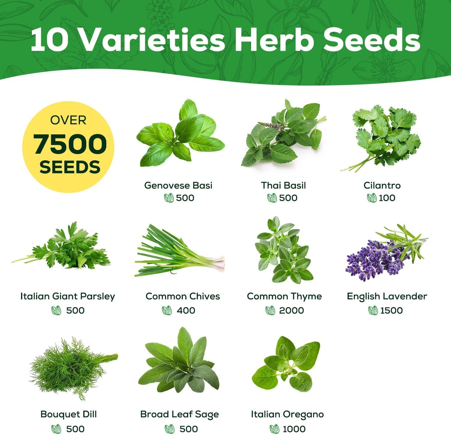 Complete Herb Garden Set – 10 Non-GMO Heirloom Varieties for Home Gardening