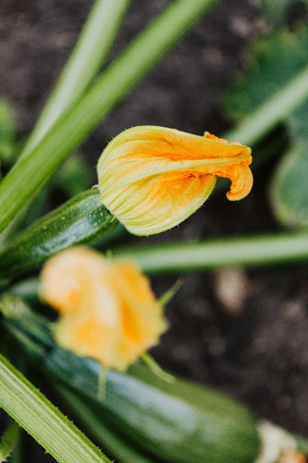 Organic *COCOZELLE* Italian Heirloom Zucchini Squash Seeds