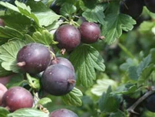 6-10″ tall Black Velvet Gooseberry Plant well rooted plant
