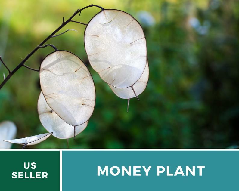 Money Plant – Annual Honesty – 20 Seeds – Natural Air Purifier – Fragrant Flower