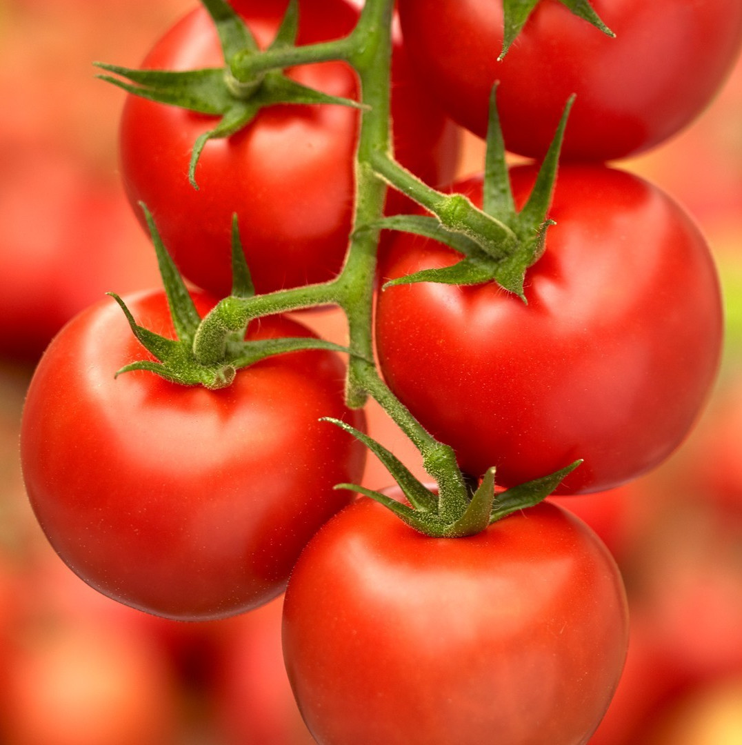 50 Fresh Deliciously Sweet Premium Campari Tomato Seeds-A 12