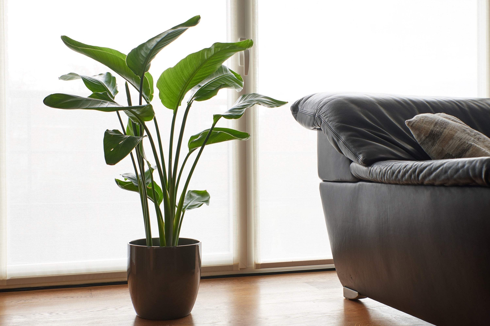 5 GIANT BIRD OF PARADISE Strelitzia Nicolai Wild Banana White Crane Flower Seeds