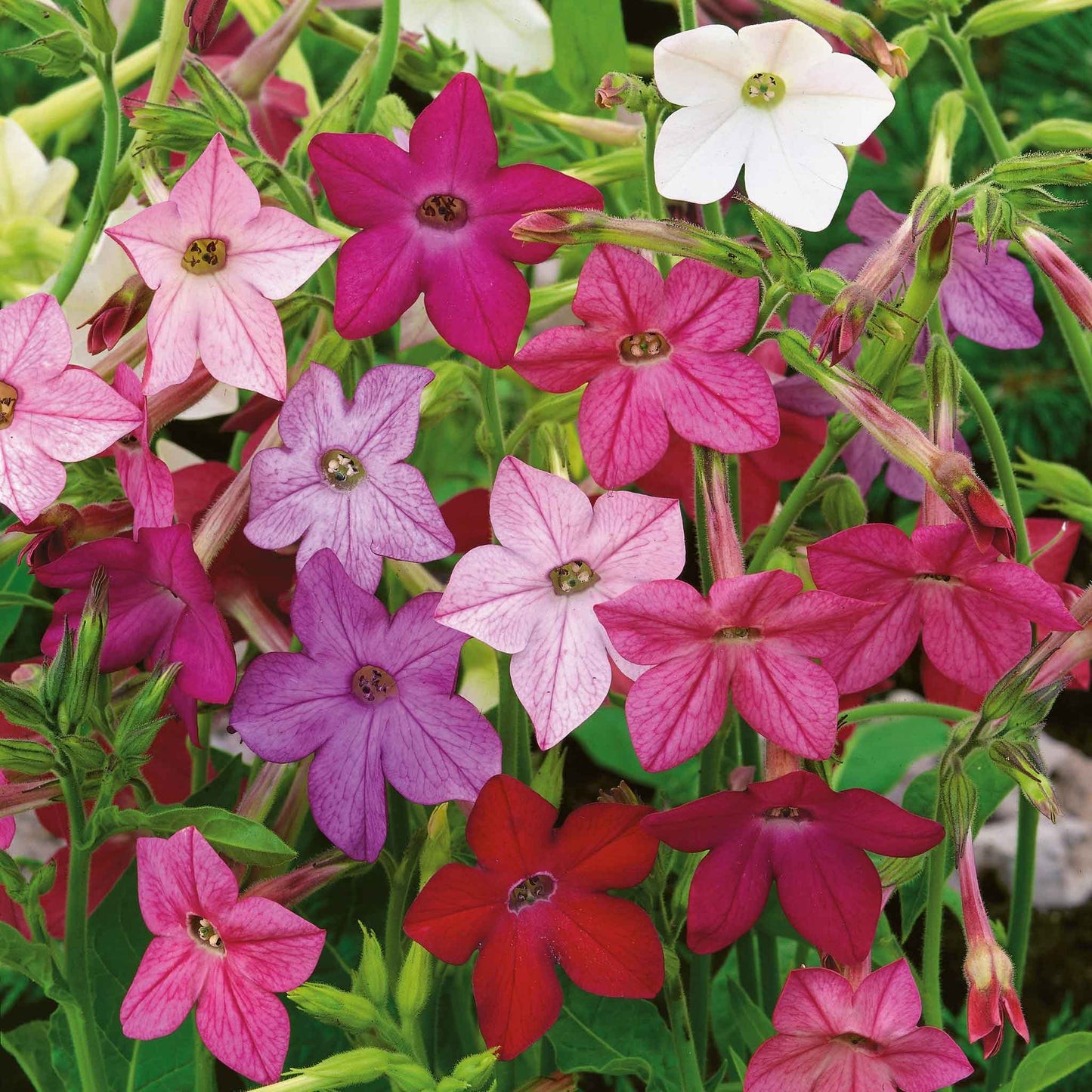 Nicotiana alata SENSATION MIX FLOWERING TOBACCO Seeds!