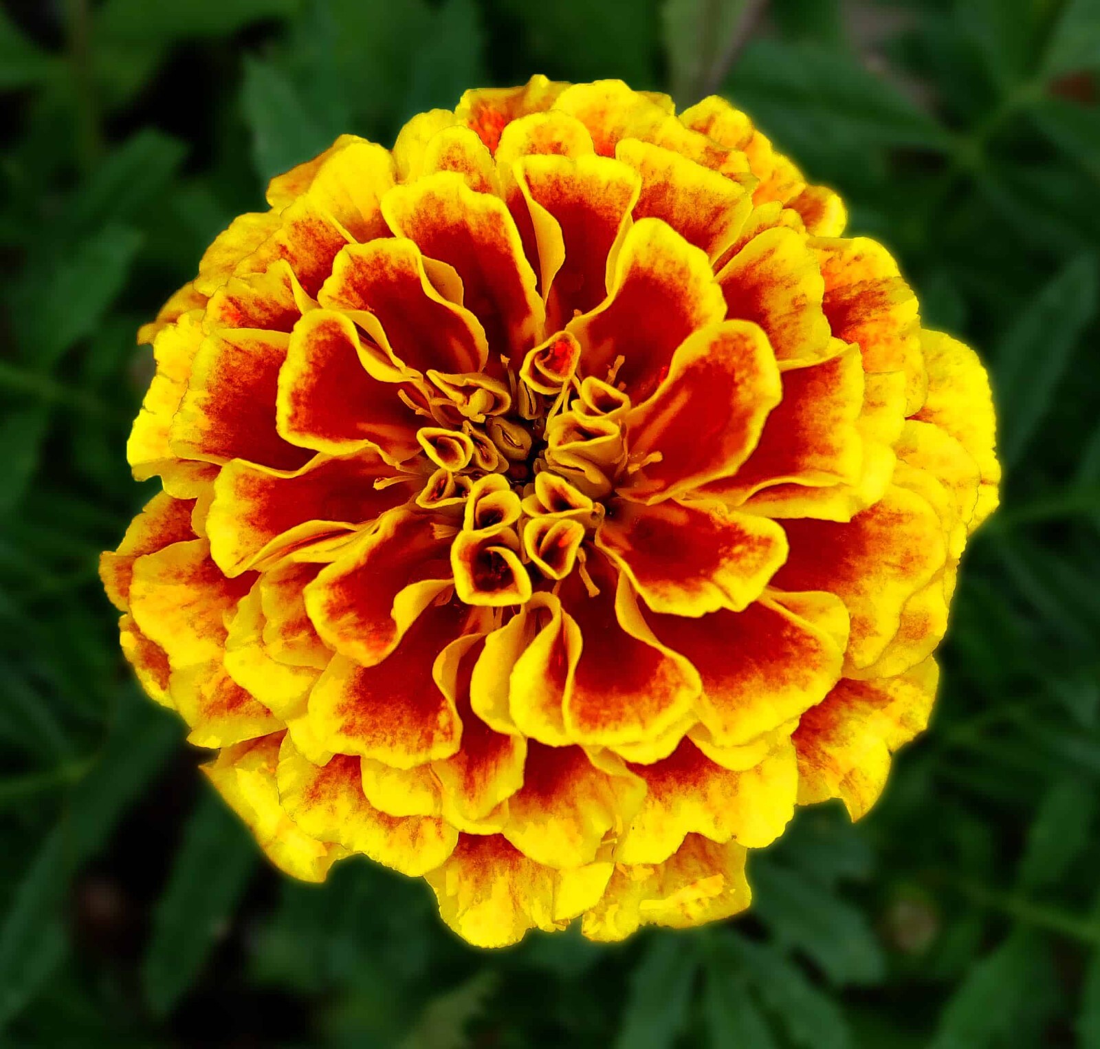 300+ French Marigold DWARF NAUGHTY MARIETTA — HEIRLOOM — INSECT REPELLENT