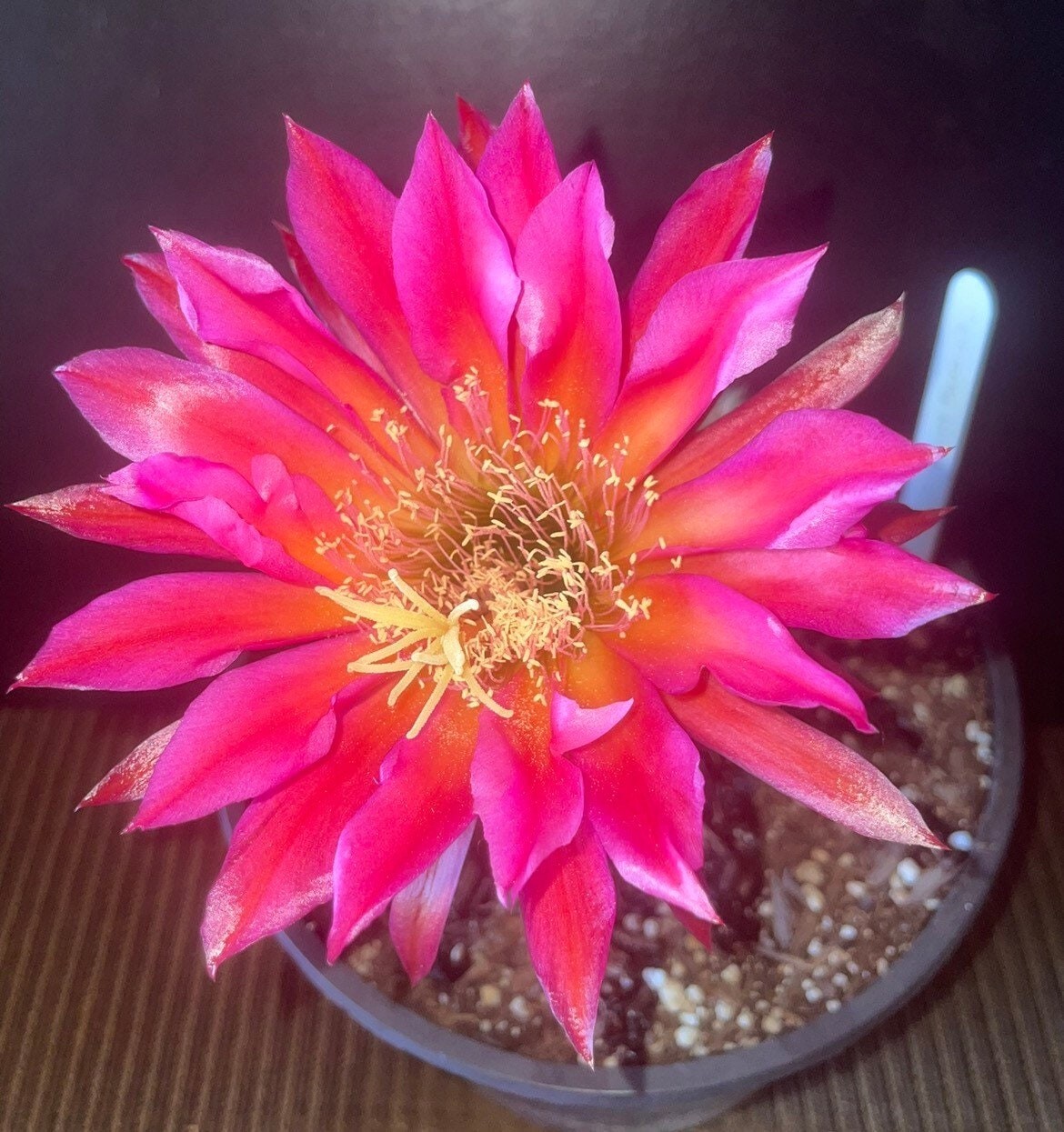 6 INCH,T.Cereus,CHERRY WINE,Echinopsis,Cactus,Blooming,Plant,Succulent