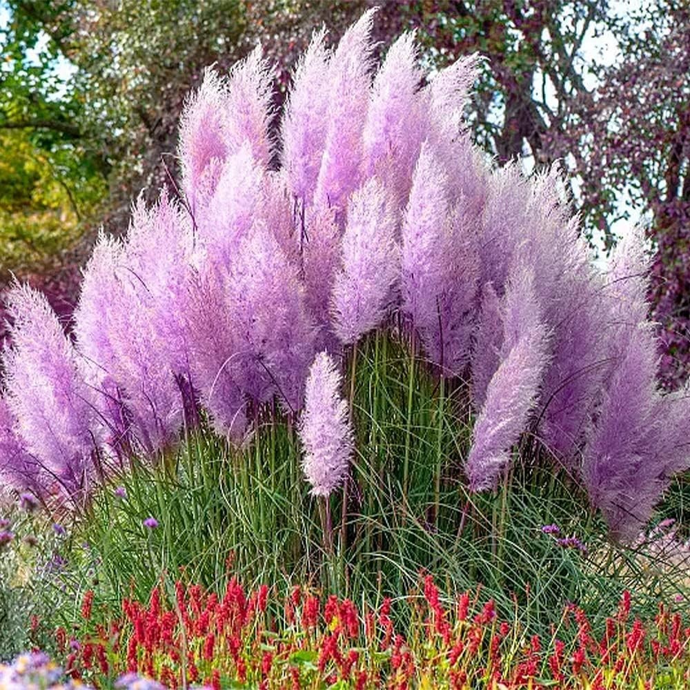 1000+ Mix Pampas Grass Seeds – Ornamental, Tall, Multi-Color, Easy Grow