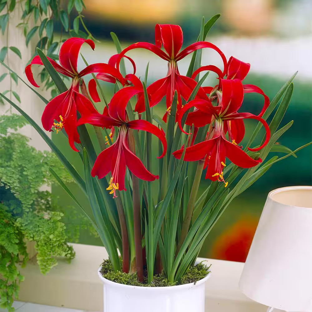 16 Cm/18 Cm, Aztec Lily Sprekelia Flower Bulbs (Bag of 5)